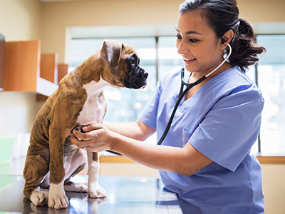 Petshop e clínicas veterinárias